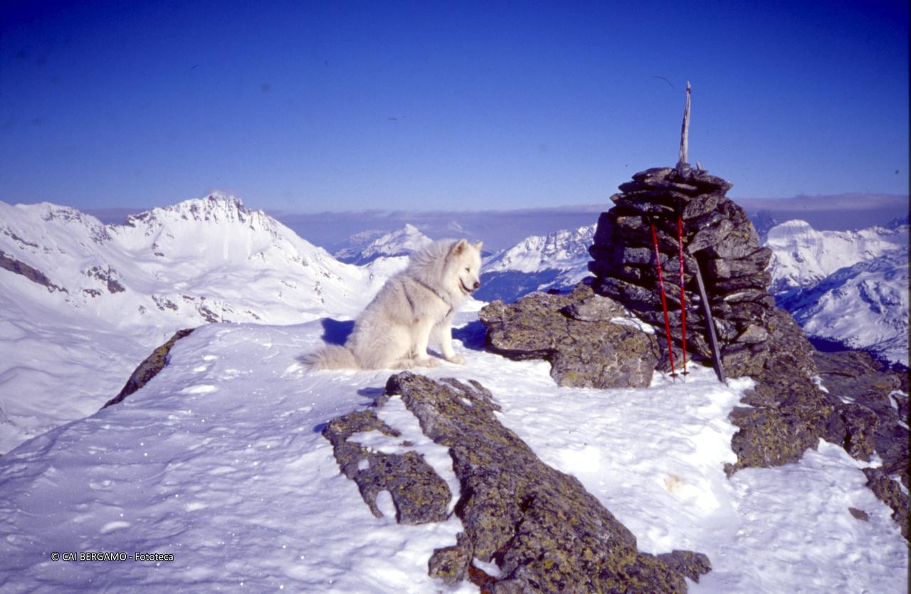Cane Nero nella neve sulla Cima di Lago ed in lontananza il Piz Arblatsch