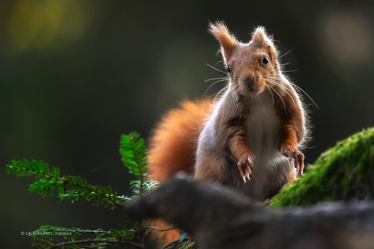 "Scoiattolo curioso" - Vincitore Assoluto