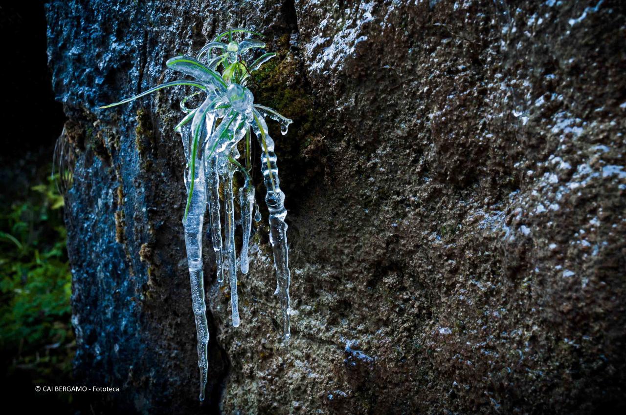 "Fantasia invernale" - Vincitore in "L'acqua in tutte le sue forme"