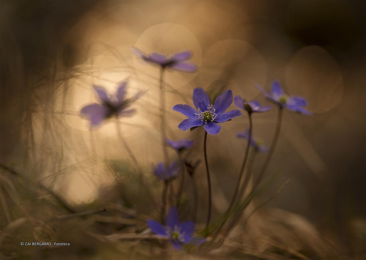 "Primavera nel bosco" - segnalato in "Flora"