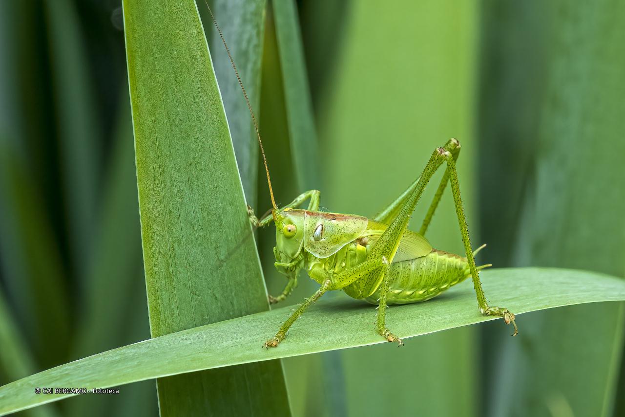 "Grillo" - segnalato in "Fauna"
