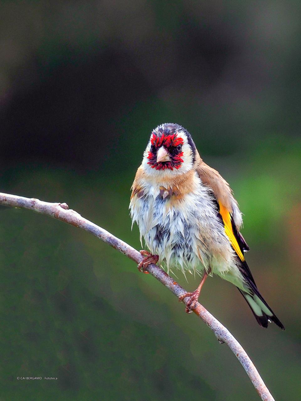 "Il cardellino dopo il bagno" - segnalato in "Fauna"