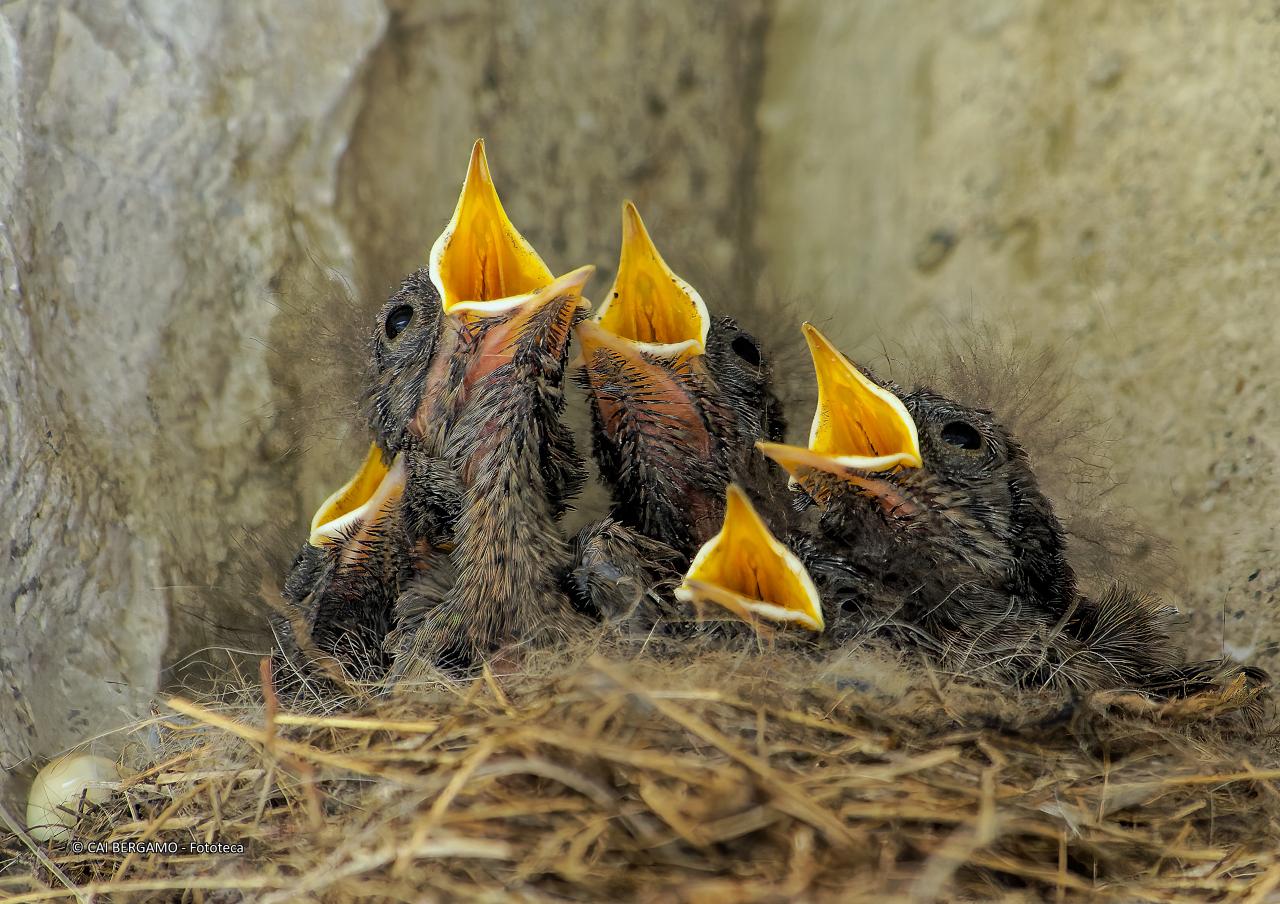"Che fame al rifugio Calvi" - Vincitore assoluto - Uccellini in attesa di cibo
